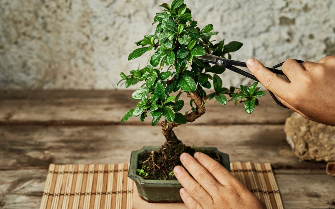 bonsai tree