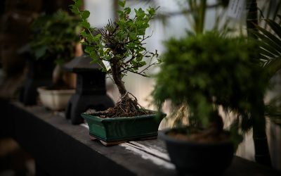 Selecting Bonsai Pots: Growth & Aesthetic Guide