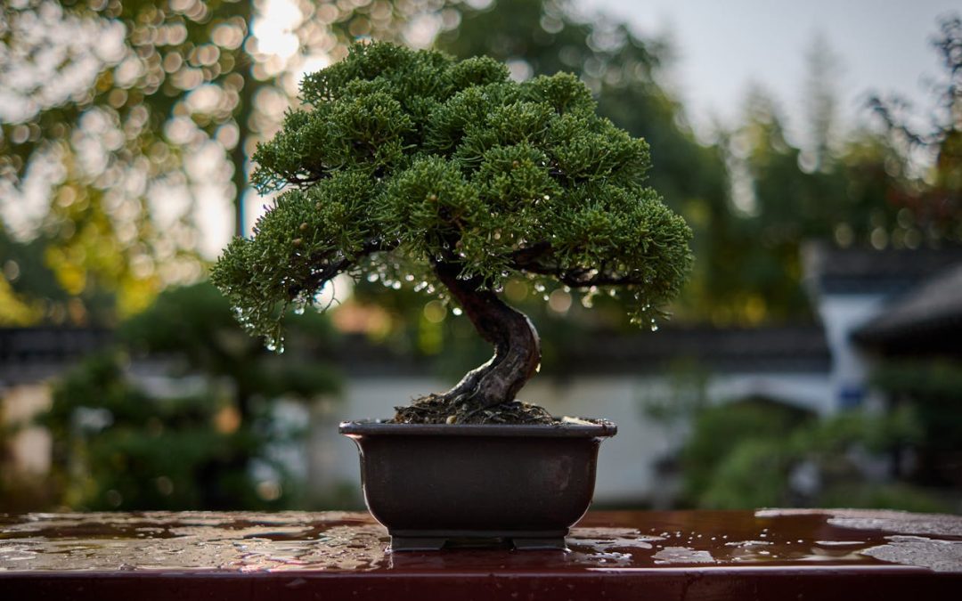 Bonsai Tree