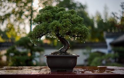 Discover the Best Practices for Pine Bonsai Tree Care