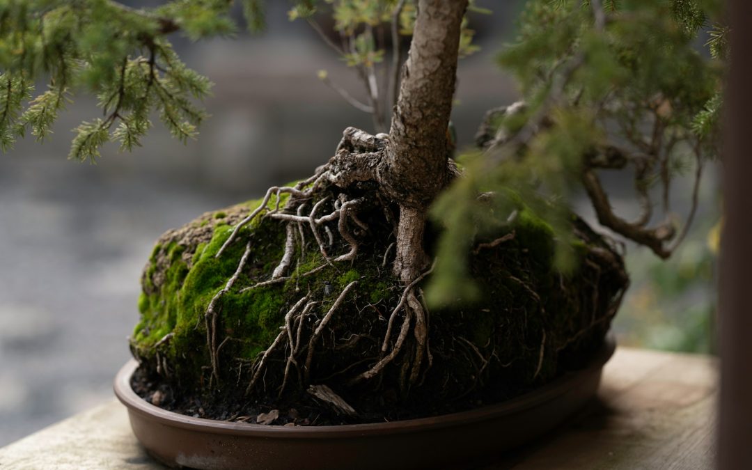 Pine Bonsai