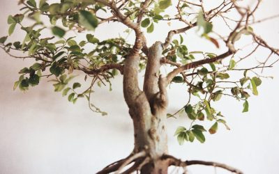 How to Care for Your Jade Bonsai in Australian Climates