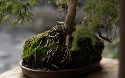 Simple Pruning Tips for Your Pine Bonsai Tree