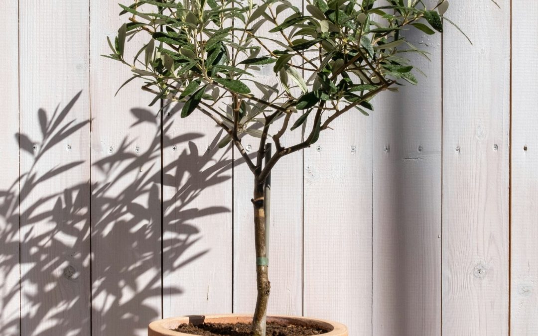 olive bonsai
