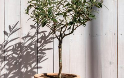 How to Keep Your Olive Bonsai Healthy All Year