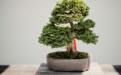 How to Fertilise Your Maple Bonsai Effectively