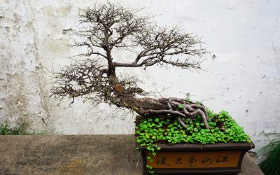 Dealing with Pests on Your Bonsai