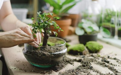 How You Can Create a Perfect Soil Mix for Your Bonsai Trees