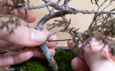 How to Shape Your Bonsai Tree with Wiring