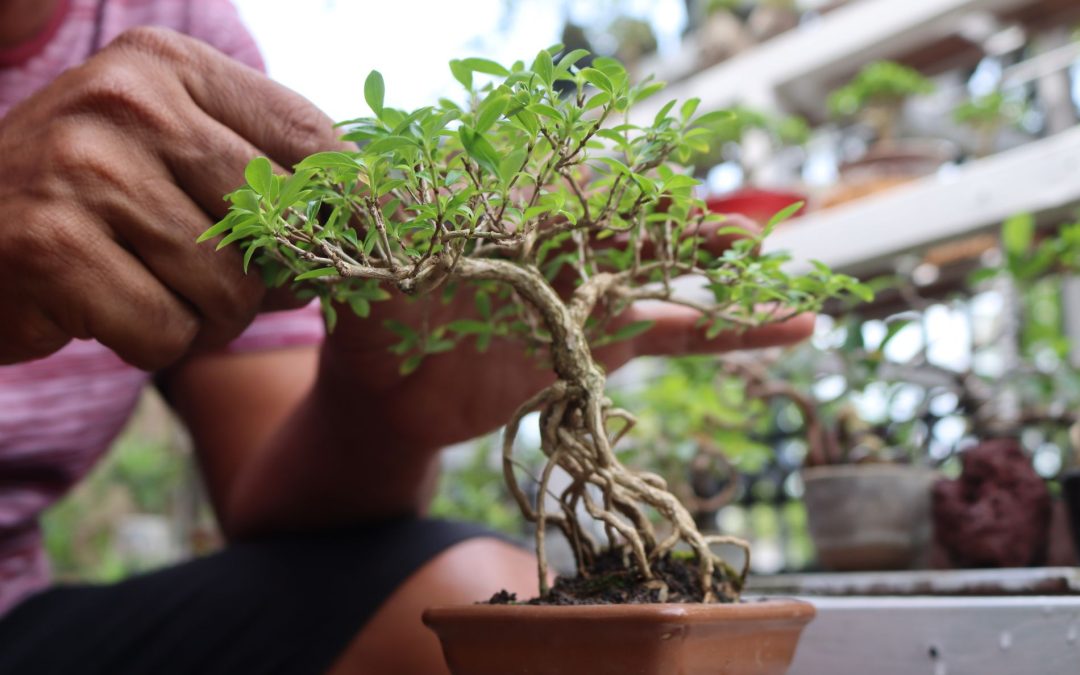 bonsai plant