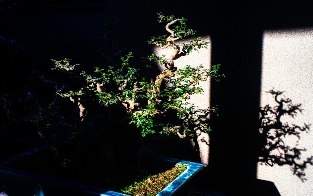 Repotting Your Bonsai: A Step-by-Step Guide