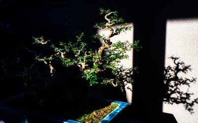 Repotting Your Bonsai: A Step-by-Step Guide