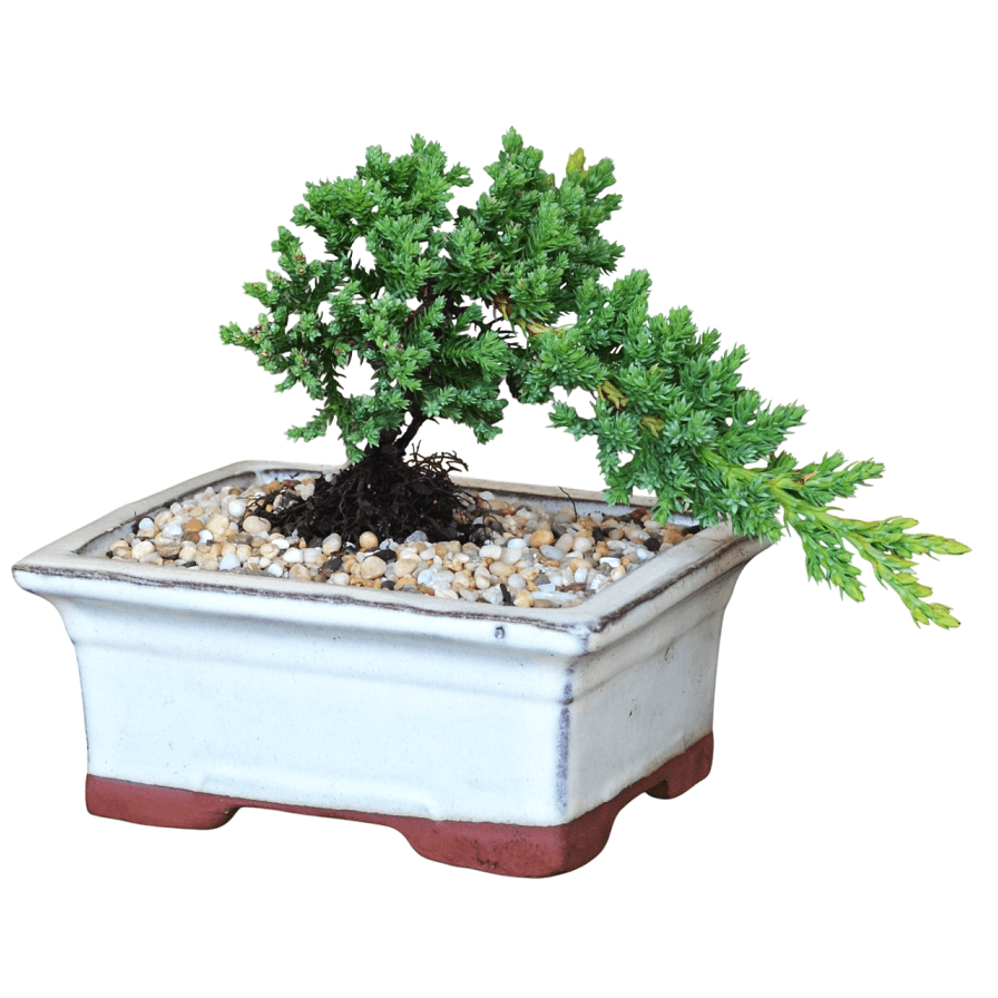 Juniper Squamata Authentic Bonsai Tree - "Mame" Kit - Image 2