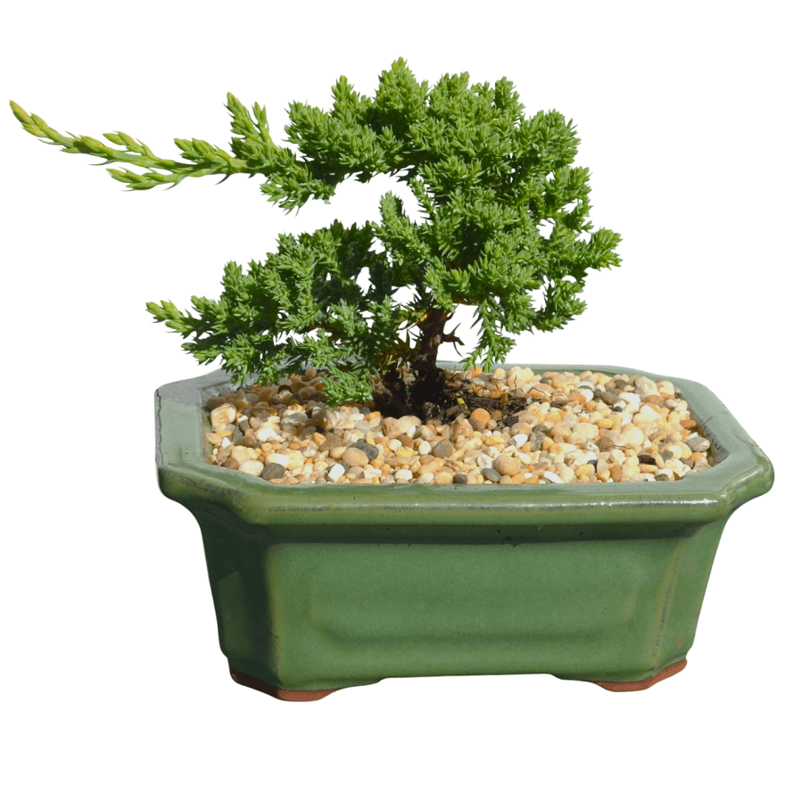 Juniper Squamata Authentic Bonsai Tree - "Mame" Kit