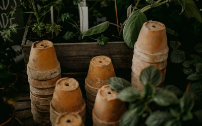 How to Select the Perfect Bonsai Pot Size for Your Tree