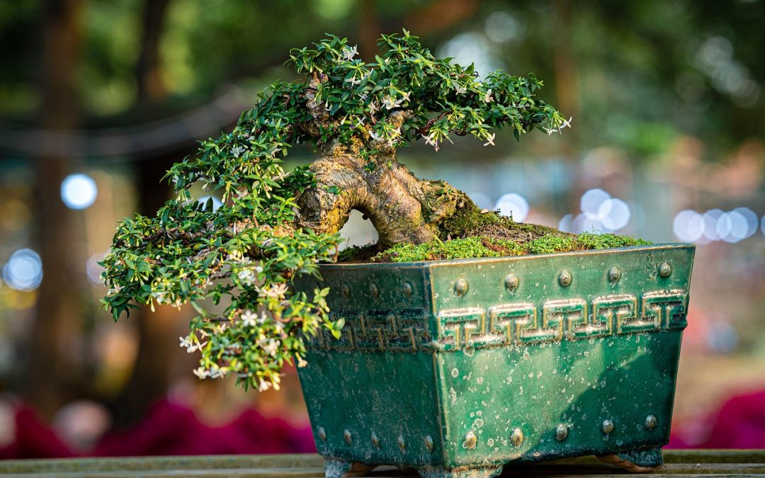 Bonsai Tree