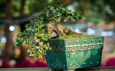Tips for Watering Your Bonsai Tree Correctly
