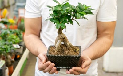 Choosing the Best Bonsai Starter Kit for Beginners