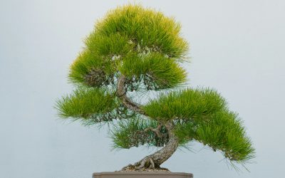Essential Bonsai Tools for Effective Pruning