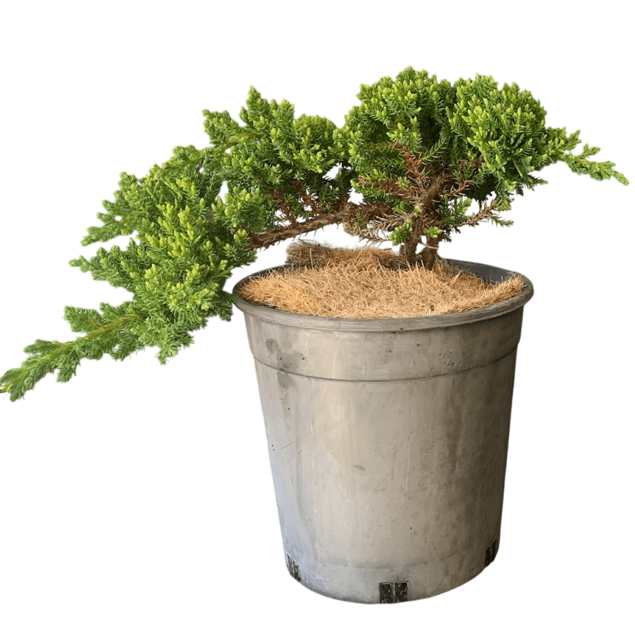 Juniper Squamata Assorted Bonsai Starters - Image 5