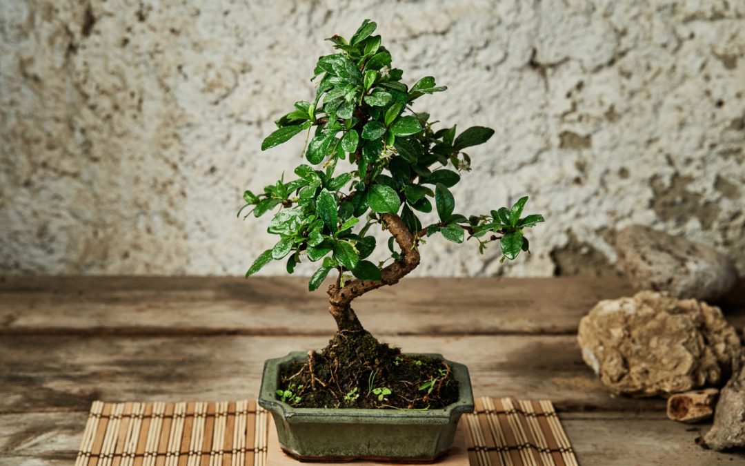 bonsai tree