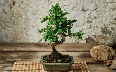 Preventing Bonsai Tree Diseases