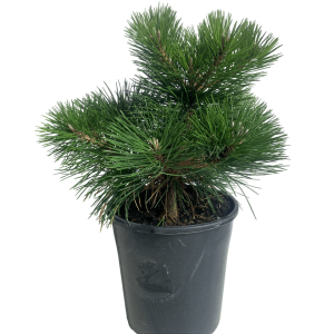 200mm Bonsai Starter - Japanese Black Pine