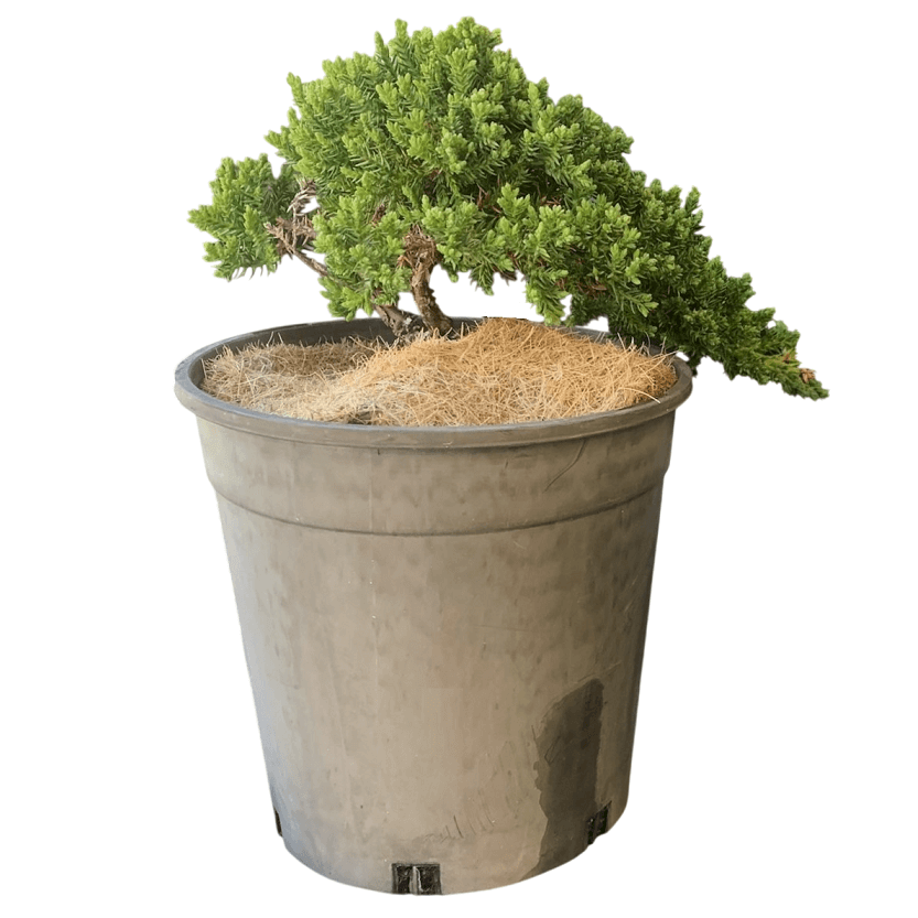 Juniper Squamata Assorted Bonsai Starters - Image 2