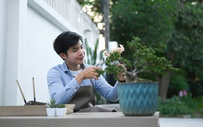 Creating a Balanced Bonsai Tree with Proper Pruning