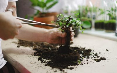 Understanding the Use of Bonsai Branch Cutters