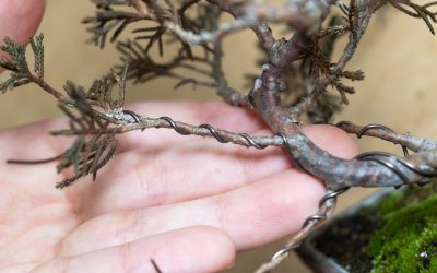 Common Problems When Using Bonsai Training Wire