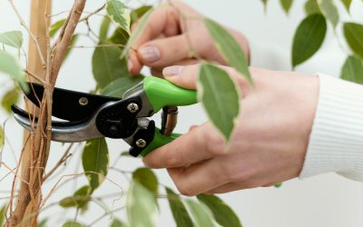 How to Effectively Use Bonsai Tree Scissors