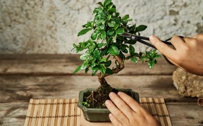 Best Practises for Repotting Your Bonsai Plant