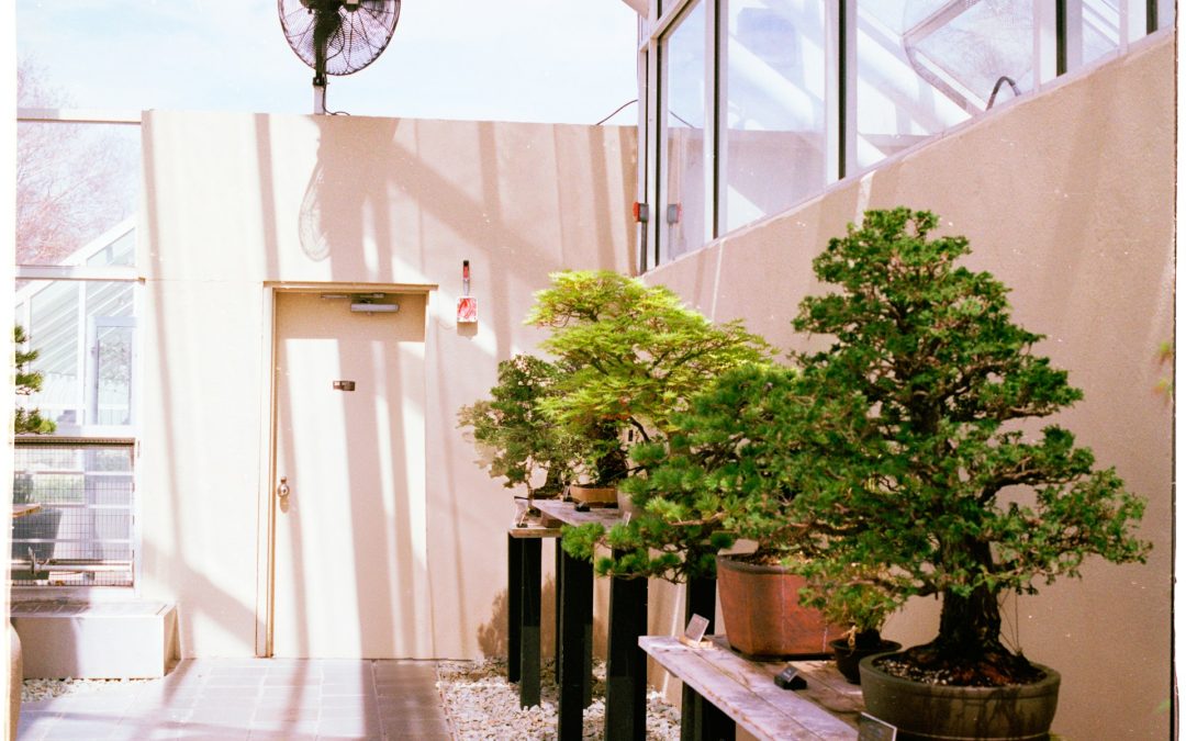 Healthy Bonsai Growth