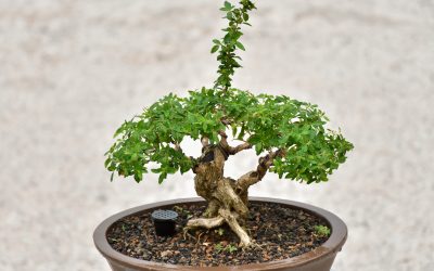 Troubleshooting Slow Growth in Your Bonsai Tree
