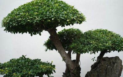 Effective Techniques for Wiring Your Bonsai Tree