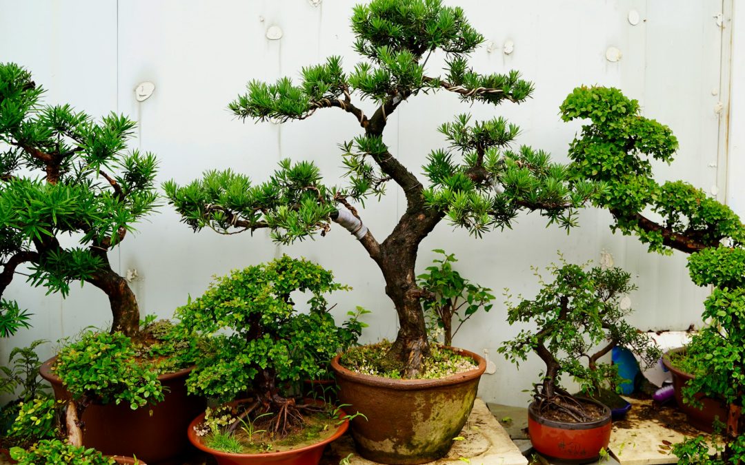 Seasonal Bonsai Care Tips for Australian Growers