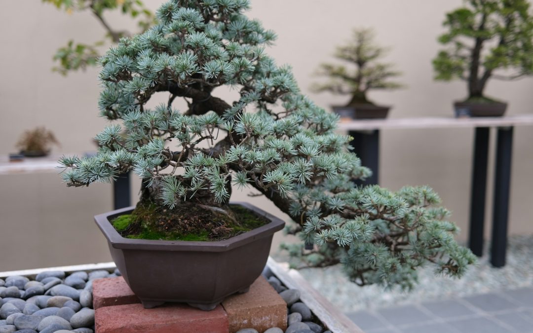 How to Train Your Bonsai Tree for Better Shape