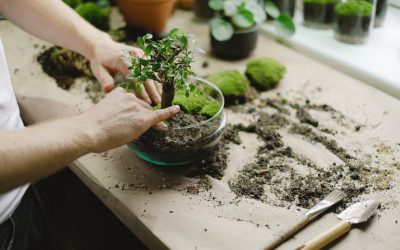Choosing the Right Fertiliser for Your Bonsai Plants