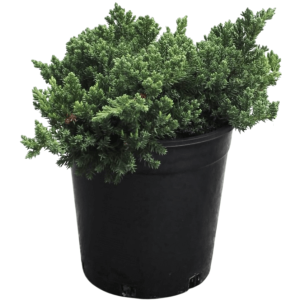 3 x Juniper Squamata Rough Bunch - 200mm