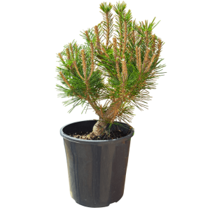 200mm Bonsai Starter - Japanese Black Pines