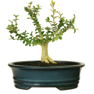 Boxwood Authentic Bonsai Tree - "Komono" Kit