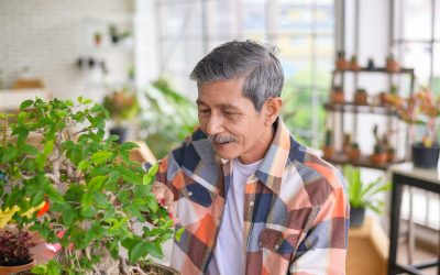 Handling Overwatering Issues in Bonsai Plants