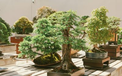 Creating a Miniature Landscape with Your Bonsai