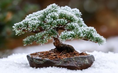 Preparing Your Bonsai Tree for Winter Dormancy