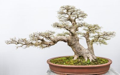 How to Recognise and Fix Nutrient Deficiencies in Bonsai