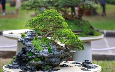 Using Bonsai Wire Without Damaging Your Tree