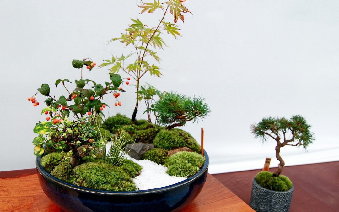 Bonsai Plants