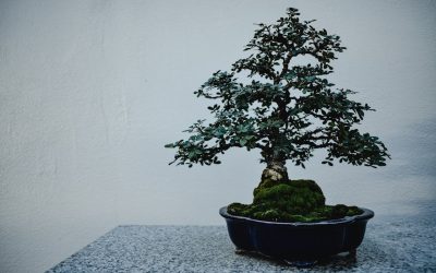 Making Your Own Bonsai Soil Mix at Home