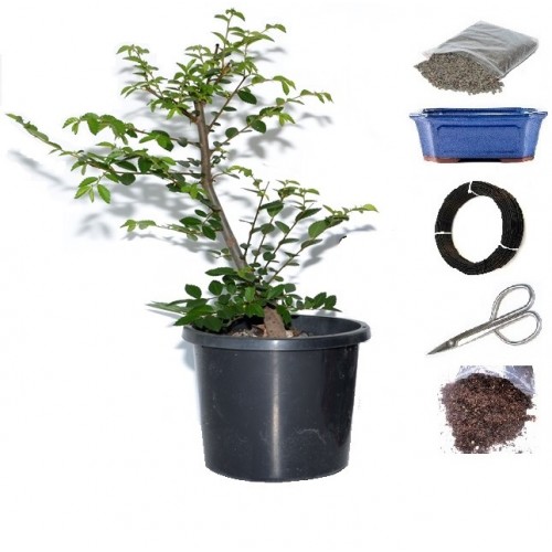 Chinese Elm DIY Bonsai Tree Kit - Medium - Image 2